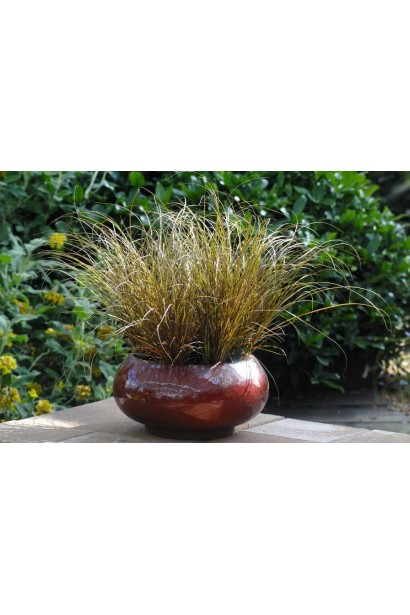 Carex flagellifera ‘Auburn’